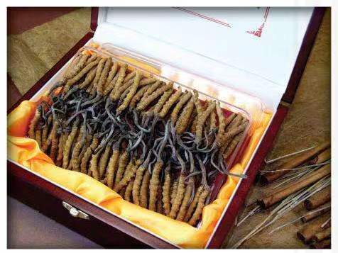 永胜冬虫夏草回收